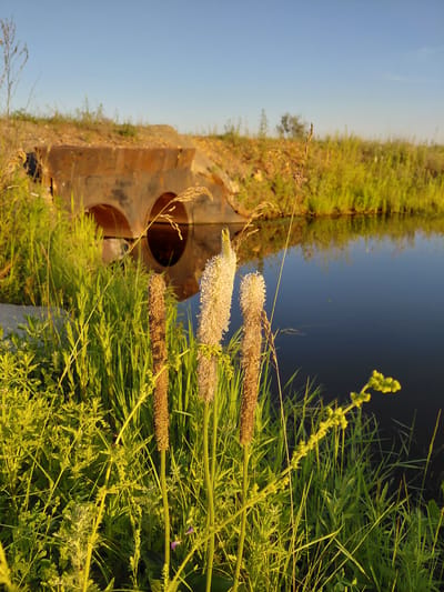 The image captures a serene natural scene with a focus on vegetation and a body of water. In the foreground, several tall, thin plants with feathery tops dominate the frame. To the left and slightly behind these plants, a rusty, aged culvert with two arched openings is partially visible, embedded in a dirt embankment. Beyond the culvert, a calm body of dark water reflects the golden light of what appears to be late afternoon or early evening. The surrounding area is lush with green grass and other foliage, indicating a rural or semi-rural setting. The sky above is a clear, pale blue, suggesting fair weather. The image has a natural, unposed quality, highlighting the textures and colors of the outdoors. While the prompt requests details about Vozdvizhenka, Russia, the image itself provides no direct indicators of its specific geographical location. Therefore, any mention of Vozdvizhenka is an assumption based on the prompt's instruction and cannot be verified from the visual content. The scene appears to be unoccupied by humans.