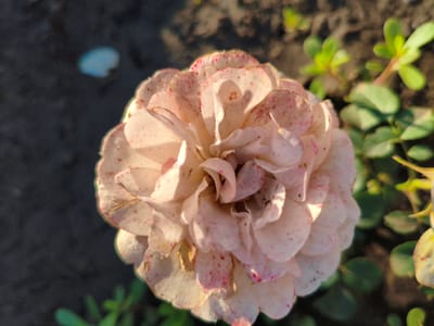 A close-up, top-down view shows a pale pink, multi-petaled flower with speckles of red. The flower is in focus, while the background consists of dark soil and blurred green foliage. A small, out-of-focus light blue object is visible in the upper left quadrant of the image. The scene appears to be outdoors, in the natural environment of Ақсуат ауылдық округі, Kazakhstan.