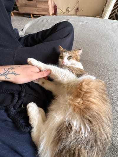 The scene is set indoors in Eeklo, Belgium, featuring a partial view of a human interacting with a domestic cat on a light-colored, textured surface, consistent with a couch or bed. A human's left arm is visible, covered by dark fabric on the upper portion, revealing a bare forearm with a prominent tree-like tattoo. The left hand is gently grasping the front left paw of an adult domestic cat. The cat is a medium-haired calico, displaying white fur on its belly and paws, with patches of ginger-orange and brown/tabby markings on its back and head. Its eyes are green with dilated pupils, and its ears are slightly angled back, conveying alertness as it looks directly at the camera. The cat is positioned on its back or side, extending its paw towards the human hand. In the background, a wooden furniture piece is partially visible on the left, and a light-colored wall on the right shows exposed electrical wiring (red and white) and a dark red bottle on a surface below. The human's lower body is clad in dark-colored trousers.
