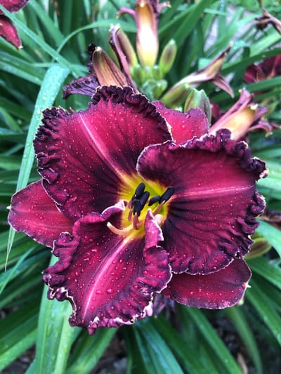 A close-up, vertical shot focuses on a deep burgundy daylily in bloom, heavily dotted with water droplets, suggesting recent rainfall. The flower, with ruffled edges and a vibrant yellow throat, dominates the frame. Several unopened buds and wilting flowers of the same species, along with lush green foliage, form the background. The image appears to be taken outdoors, likely in a garden setting. The location is not specified in the image or metadata.