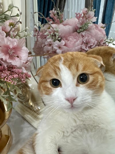 A white and orange Scottish Fold cat lies upside-down, head facing the camera with big, dark eyes. Its head is surrounded by pink flowers. To the left are peonies and smaller blooms. In the lower portion of the frame, additional pink flowers and greenery are visible. A golden, ornate object is partially visible beneath the cat and flowers. The cat's expression is inquisitive and endearing.