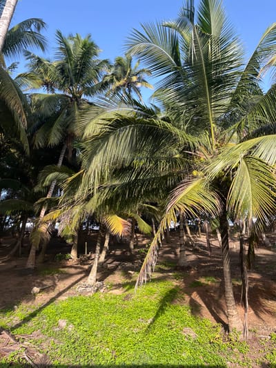This image depicts a dense cluster of palm trees under a clear blue sky in Katukurunda, Sri Lanka. The foreground is dominated by lush green ground cover, while the middle ground and background are filled with the trunks and fronds of numerous palm trees, some bearing coconuts. The ground is a mix of soil and sand, with shadows cast by the trees indicating sunlight. Some of the palm tree trunks show signs of wear and tear, with stones and natural debris around their bases. The scene conveys a tropical, natural environment.
