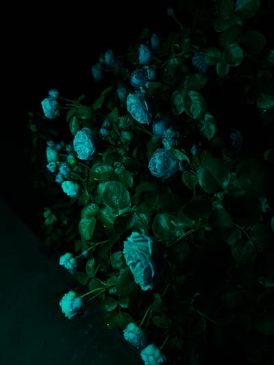A close-up, low-angle shot captures a cluster of light blue roses in bloom against a dark, out-of-focus background. The roses appear to be wet, with visible water droplets on their petals and leaves, suggesting recent rain or watering. The overall lighting is dim, with a bluish-green tint, creating a moody and ethereal atmosphere. The roses are the primary subject, with their delicate petals and lush green foliage filling most of the frame. The composition is dense, with many blooms and leaves overlapping, creating a sense of abundance. The lower left portion of the image shows a dimly lit, indistinct surface that could be a wall or paving stones, also with a similar bluish-green hue. The scene is naturalistic, with no visible human presence or artificial elements other than the lighting. The location is identified as Chermen, Russia.