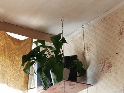 The image captures an indoor scene in Teykovo, Russia, focusing on a corner where a ceiling meets a wall. The central subject is a large, leafy green houseplant, possibly a peace lily, in a white pot. The plant sits on a small, light-colored wooden shelf that is suspended from the ceiling by two metal chains attached to sturdy hooks.

The ceiling is off-white and shows some minor cracks and unevenness. The wall on the right is covered with patterned wallpaper featuring a repeating scallop-like design in a beige or light brown tone, interspersed with floral motifs of pink and green roses or peonies. Along the top edge of this wall, near the ceiling, there are some signs of wear or peeling wallpaper. A dark wooden beam or trim is visible along the top of the wall on the left side of the frame.

To the left, a section of a golden-brown curtain with an intricate patterned design is visible, suggesting the presence of a window and indicating a daytime setting due to the bright, natural light illuminating the scene. Behind the plant, a black electronic device, likely a monitor or television, is partially obscured. The brand name "SAMSUNG" is faintly visible on the bottom left corner of this device. No human subjects or activities are present, and no particular emotions are conveyed. The scene depicts a lived-in interior space.