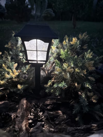 A close-up shot of a black solar-powered garden light illuminates a cluster of juniper bushes and ornamental bark landscaping at night. The light fixture is a traditional lantern style with a textured, white glass panel divided by black mullions. The juniper branches, a mix of green and yellow-tipped foliage, are clustered around the base of the light, casting shadows on the dark bark and pinecone elements in the foreground. In the blurred background, dark trees and a patch of grass suggest an outdoor residential setting. No people are visible in the image. The scene appears to be from a garden or yard in the city of Vyzhnytsia, Ukraine.