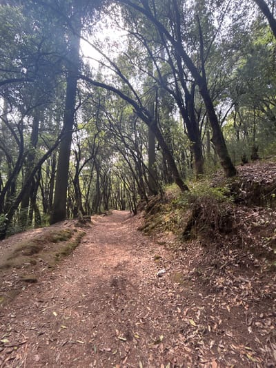 The scene captures an unpaved, reddish-brown dirt path extending through a dense forest in San Mateo Tlaltenango, Mexico. The path is covered with scattered dry leaves and minor debris, receding into the distance with a slight curve to the left. Tall trees with dark, slender trunks and green foliage line both sides, creating a thick, overarching canopy. Bright sunlight penetrates the canopy from above, casting dappled light onto the path. The ground immediately adjacent to the path on the right side rises into a steep, vegetated embankment covered with further fallen leaves and some smaller shrubs. The left side features a slightly elevated ground surface with mossy patches. No individuals, animals, or man-made structures are visible.