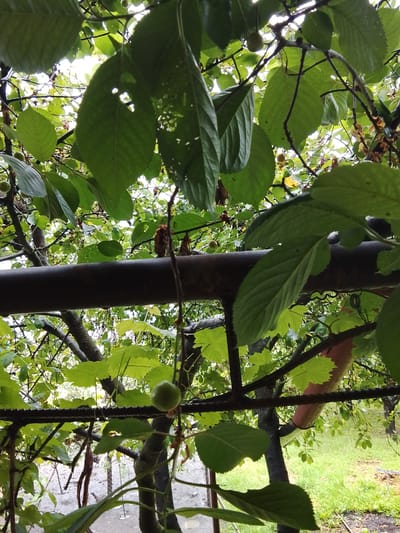The image captures an outdoor scene viewed through a dense canopy of green foliage, likely from a garden or orchard in Assinovskaya, Russia. Lush green leaves, some showing signs of minor damage with small holes, dominate the foreground and midground. Scattered among the leaves and branches are several small, spherical, green fruits, possibly unripe cherries or drupes.

Two horizontal, man-made structures are prominent: a thick, dark, and seemingly rusty metal pipe or beam stretches across the upper-middle section of the image, while a thinner, darker bar, resembling rebar, runs below it. These structures are partially enveloped by the surrounding greenery. In the lower right, a reddish-brown object, potentially a pipe section, is partially visible through the leaves.

The background is illuminated by bright, diffused daylight, suggesting an overcast sky during daytime. Glimpses of green grass and what appears to be a dirt path or ground cover are visible beneath the foliage. No people are present, and no particular activity is depicted, presenting a static snapshot of nature and incidental human infrastructure. There is no visible text in the image.