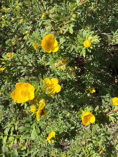 This is a close-up, overhead photograph of a bush with numerous small, vibrant yellow flowers and green leaves, bathed in bright sunlight. The bush is dense, with layered foliage and visible branches. Several of the yellow flowers are in full bloom, displaying five petals and a textured center. Other flowers are in bud or in the process of wilting, with some petals fallen. The overall impression is of a healthy, thriving plant. The location is Schwarzenbach an der Saale, Germany. No people or actions are depicted.
