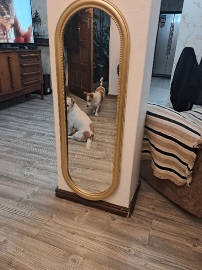 The image displays an indoor scene in Mitchells Plain, South Africa, primarily featuring a tall, gold-framed oval mirror positioned against a white architectural column. The mirror's reflection shows two dogs on a greyish-brown wood-look laminate floor. One white and brown spotted terrier-type dog is seated on its hindquarters, facing left, its reflection visible in the lower left of the mirror. A second, smaller white and brown spotted terrier-type dog is standing, facing right, looking towards the seated dog; its reflection appears in the mid-right of the mirror, having just entered through a partially open dark wooden door. Beyond the door, dark green foliage is visible. To the immediate left of the mirror and column, a television screen displaying red-toned content is mounted above a dark wooden cabinet with multiple drawers. A black speaker stands next to the cabinet. To the right of the mirror, a section of a light brown upholstered sofa is visible, covered by a striped throw blanket with beige, brown, and black patterns. A dark object is draped over the sofa. Walls to the left and right feature patterned wallpaper. The entire visible floor is covered with wood-look laminate.