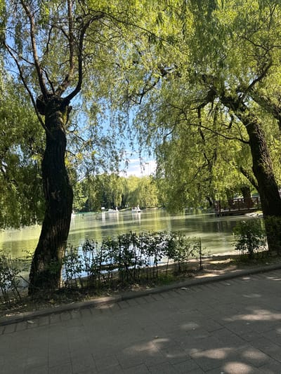 This image captures a serene park scene beside a tranquil body of water. In the foreground, a large tree with a textured, moss-covered trunk dominates the left side of the frame, its branches laden with lush green leaves. The tree is angled, with its trunk extending horizontally across the lower portion of the image. Beyond the tree, the water reflects the surrounding greenery and the bright blue sky, creating a shimmering effect. A paved pathway runs along the right edge of the image, bordered by a line of smaller bushes and trees. The pathway is dappled with sunlight and shadow, indicating a bright day. In the distance, across the water, more trees form a dense green backdrop, and a structure that appears to be a wooden walkway or bridge is visible. The overall impression is one of peaceful nature and an inviting outdoor space. The time of day appears to be daytime, with the sun casting distinct shadows. The location cues suggest a park or garden setting, possibly in Khone, Georgia, given the context. There are no visible people or text in the image.