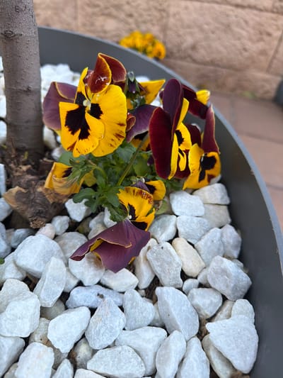 A high-angle, close-up shot depicts a gray planter filled with yellow and purple pansies, with a bed of white stones covering the soil. The pansies are in full bloom, with vibrant yellow petals and dark purple edges. The white stones are of varying sizes and shapes. The background includes a section of a light brown wall. The image was captured in Azuqueca de Henares, Spain.