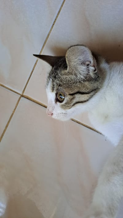 A close-up, high-angle shot shows a tabby and white cat lying on a light-colored tiled floor. The cat is oriented on its right side, facing left. Its head is turned further left, with its gaze directed off-frame. The cat has green eyes, a pink nose, and prominent tabby markings on its head and ears. Its body is mostly white with some grey tabby patches. The floor is composed of square tiles with visible grout lines. The scene is indoors, suggesting a domestic environment within the city of Lhokaweawe, Indonesia. The lighting appears to be natural, casting soft shadows.