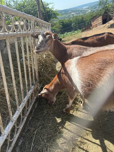 Two goats are eating hay from a feeding trough. The trough is made of white metal bars with decorative circular designs. The goat in the foreground is brown and white, with its head lowered to the hay. The goat behind it is mostly brown with some white markings and is also eating hay. The ground is covered in dry grass and straw. In the background, there is a fence, trees, a small wooden structure with a tiled roof, and a hilly landscape with buildings in the distance. The sky is clear and blue. The location is identified as Hîrbovăț, Moldova.