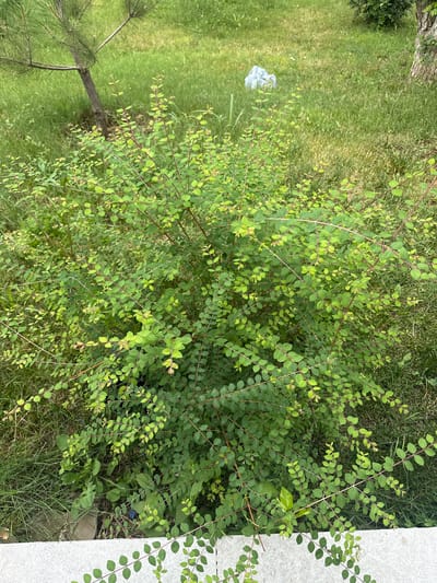 This image captures a close-up view of a dense, leafy green bush with thin, reddish-brown branches. The leaves are small, oval-shaped, and a vibrant green, with some appearing lighter, suggesting new growth. The bush is situated outdoors, with a grassy area visible in the background. To the left, a portion of a pine tree trunk and its needles are discernible. In the upper right background, a white plastic bag rests on the grass. The foreground shows a light grey, textured surface, likely a concrete barrier or planter. The scene appears to be in Khumsan, Uzbekistan, given the context provided. There are no people or animals present in the image.