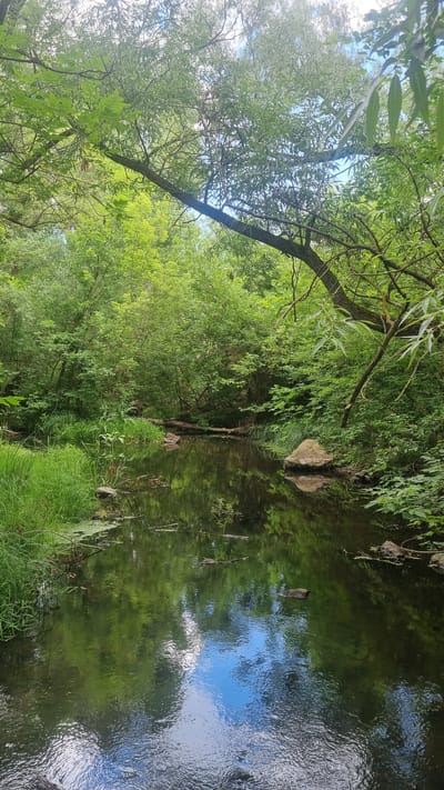 A tranquil, narrow stream flows through a dense forest. The water is dark and reflects the surrounding lush greenery and a patch of blue sky with white clouds. Tall trees with abundant foliage, predominantly in shades of green, line both banks of the stream, creating a sense of enclosure. A large branch from a tree extends across the upper portion of the frame, its leaves dappled with sunlight. On the left bank, tall grasses and reeds grow along the water's edge, interspersed with some fallen branches. On the right bank, a large, light-colored rock sits partially submerged in the water. The overall impression is one of a serene, natural environment within the city of Mala Smilianka, Ukraine.