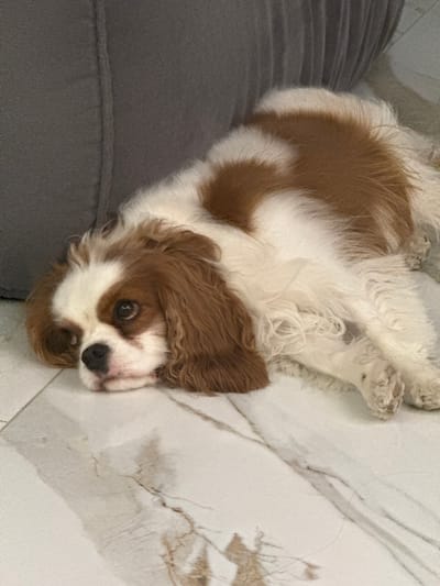 A Cavalier King Charles Spaniel lies on its back with its head resting on a gray sofa or cushion. The floor is light-colored marble. The location is Молодежный, Russia.
