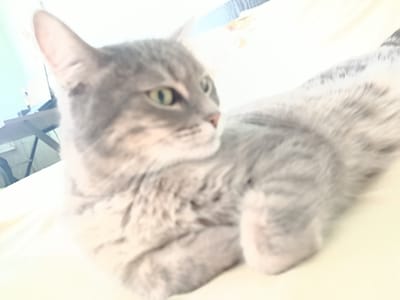 A grey tabby cat is lying down on a light-colored surface. The cat is in focus, with its green eyes clearly visible. Its fur has a patterned appearance with stripes. In the background, there is a blurred image of a desk and a computer monitor, suggesting an indoor environment. The overall lighting is bright. There is no information about the location in Mykolaiv, Ukraine.