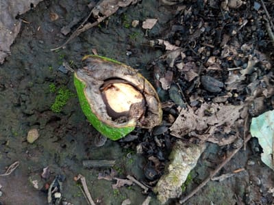 The scene is observed on the ground in Abbireddygudem, India. A single, partially decomposed fruit, approximately 8-10 cm long, rests centrally on dark, moist soil. The fruit has a textured, green outer skin, which is split open longitudinally, revealing a cream-colored, ovoid seed or nut, approximately 4-5 cm long, embedded within dark brown, decaying internal pulp. Surrounding the fruit, the ground is covered with scattered dry, brown leaves of various sizes, small twigs, dark granular organic debris, and patches of vibrant green moss. A lighter-colored, irregular piece of organic matter, possibly decaying wood, is visible in the lower right portion of the frame. The overall environment appears to be an outdoor setting with natural ground cover. No human subjects or discernible actions are present.