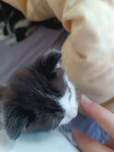 A close-up, top-down view shows the head of a black and white kitten lying on a bed. The kitten's fur is black with a white patch on its face and chest. Its eyes are closed, and its ears are perked up. A person's finger is gently touching the kitten's nose, causing it to twitch. The background is blurred, but it appears to be a bedroom with a beige blanket and a blue pillow. The image was taken in Hlobyne, Ukraine.