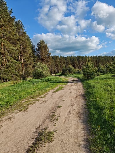 The image depicts a dirt road leading through a field towards a dense forest in Заречье, Russia. The sky is blue with scattered white clouds. The road surface is uneven with patches of grass growing through it. Tall trees line the left side of the road, casting shadows across the path. On the right, the road is bordered by a grassy field. The forest in the background is comprised of coniferous trees. There are no people visible in the scene.