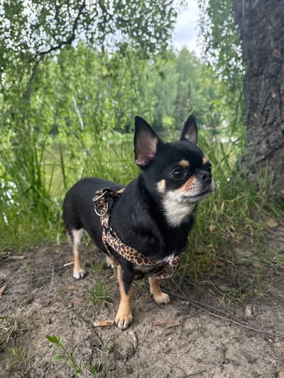 A small black and tan Chihuahua, wearing a leopard-print harness, stands on a dirt path near the edge of a body of water and tall green grass. A large tree trunk is visible to the right of the dog. The background shows lush green foliage, and the sky is overcast. The scene appears to be in a natural, outdoor setting.