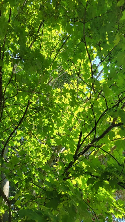 This is a close-up, low-angle outdoor shot of a dense canopy of bright green maple leaves and branches, illuminated by sunlight filtering through. The image captures a section of a tree's foliage from below, looking upwards towards the sky. The leaves are vibrant and show the intricate venation pattern. Sunlight creates dappled patterns and highlights on the leaves and branches, indicating a sunny day. The context of Terrebonne, Canada, suggests this scene could be in a park, forest, or residential area within the city, typical of its natural environment during warmer months.