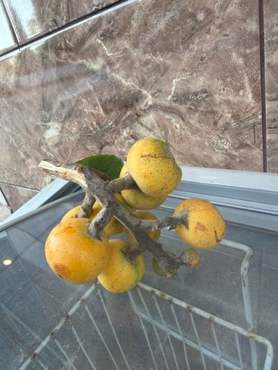 The image shows a cluster of ripe loquats on a branch, with a marbled brown tiled wall in the background and a metal grate visible behind the fruit. The loquats are a yellowish-orange color and appear to be plump and ready for consumption. One green leaf is attached to the branch. The scene is likely outdoors, given the lighting and the presence of the grate, which could be part of a fence or window covering. The overall impression is of fresh, natural produce. There is no visible text in the image.