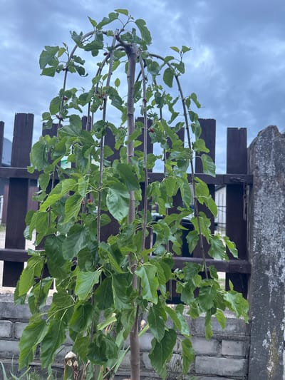 A weeping mulberry tree with green leaves and a few red mulberries stands in front of a dark brown wooden fence under a cloudy sky. The tree is supported by thin stakes. To the right of the fence, a weathered concrete post is visible, and a brick wall is in the foreground. The location is Maladzyechna, Belarus.