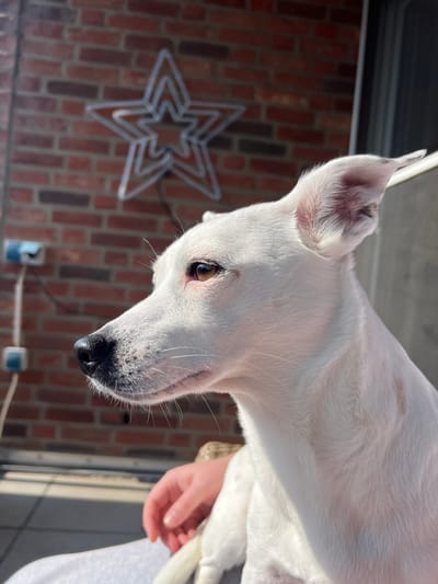 An upward-angled view captures a white, short-haired dog in profile, facing left, against an out-of-focus background. The dog has dark brown eyes, a black nose, and prominent whiskers. Its ears are pricked, with faint reddish coloration inside the visible right ear. Subtle light brown patches are discernible on its white fur, particularly on the shoulder area. A human hand, with fair skin, is visible in the lower-middle-right, resting on a white surface, possibly a lap or cushion, near the dog's visible hindquarter and tail. The background features a reddish-brown brick wall. Mounted on the wall is a white, star-shaped light decoration, appearing to be constructed from neon-like tubing, with a nested star design. Below the star, a vertical arrangement of light blue square electrical boxes or cable conduits connected by white wiring is present on the brick surface. The scene is brightly illuminated by direct sunlight, casting highlights on the dog's fur and the surrounding objects. This scene is situated in Würselen, Germany.