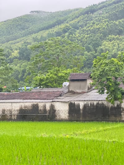 This is a medium shot photograph of a rural scene in Tân Thanh Commune, Vietnam. In the foreground is a lush green rice paddy, indicating it is a farming area. Behind the rice paddy is a low, grey brick wall with a weathered appearance, showing dark stains from water damage and age. On top of the wall, a building with a tiled roof is visible. A prominent feature on the roof is a square concrete structure that appears to be a chimney or ventilation shaft, with a dark tiled cap. To the right of this structure, a large, vibrant green tree with dense foliage extends into the frame. In the background, a steep, densely forested hill rises, covered in a mix of bamboo and other trees. The sky is overcast and a light grey, suggesting a cloudy or rainy day. The overall impression is one of natural beauty and rural tranquility, typical of Vietnamese countryside landscapes. There are no people or animals visible in the frame.