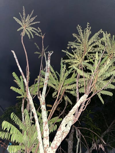 A low-angle, full-shot photograph taken at night depicts the trunks and foliage of several trees. The tree trunks are mottled with white and brown, suggesting a rough bark texture. The leaves are predominantly green and arranged in clusters along the branches. The background is a dark, indistinct sky, indicative of nighttime conditions. There are no people or animals visible in the image. The scene is likely located in a natural or semi-natural setting within Banjarmasin, Indonesia, such as a park, botanical garden, or residential area with significant tree cover.