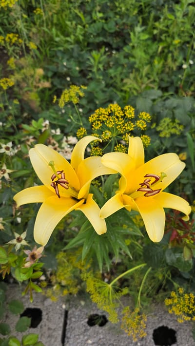 The image shows two bright yellow lily flowers in full bloom, with their petals unfurled and stamens prominently displayed. The lilies are the central focus, positioned in the middle ground of the frame. They are surrounded by a lush, green garden setting, with various other plants and foliage in the background and foreground. There are smaller yellow flowers, possibly dill flowers, interspersed amongst the greenery, creating a vibrant contrast. In the lower part of the image, a portion of a gray concrete structure with openings can be seen, suggesting a garden boundary or pathway. The lighting appears to be natural daylight, illuminating the scene and highlighting the textures and colors of the flowers and plants. The image captures a close-up view of the flowers, emphasizing their delicate beauty and the natural environment in which they are growing. The location is identified as a garden in the city of Ақбұлақ, Kazakhstan.