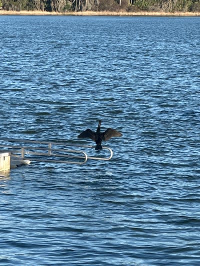 The image depicts a black aquatic bird, likely a cormorant or anhinga, perched on a silver-colored metal railing over a body of water in Micanopy, United States. The bird is facing away from the viewer, with its wings fully outstretched in a drying posture. The railing appears to be part of a dock or pier, with a light-colored platform section visible on the far left. The water exhibits numerous small ripples across its blue-grey surface. In the distant background, a narrow treeline with sparse foliage and visible Spanish moss marks the far bank of the body of water. No people are visible. The scene is illuminated by natural daylight.