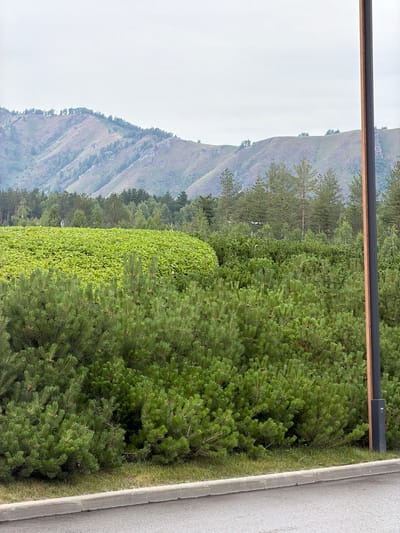The image shows a natural landscape with mountains in the background and lush green vegetation in the foreground. In the mid-ground, there is a large field of bright green leafy plants, possibly a crop or cultivated area, separated by a line of mature coniferous trees. In the foreground, there are dense bushes of pine trees with their characteristic needles. A concrete curb and asphalt road are visible at the bottom of the image. A tall, dark lamppost with a wooden accent stands to the right of the frame, partially obscuring the view of the trees. The sky is overcast and a pale grey. Two indistinct figures are visible in the distance within the field of green plants. The location is described as Озерное (майминский), Russia.