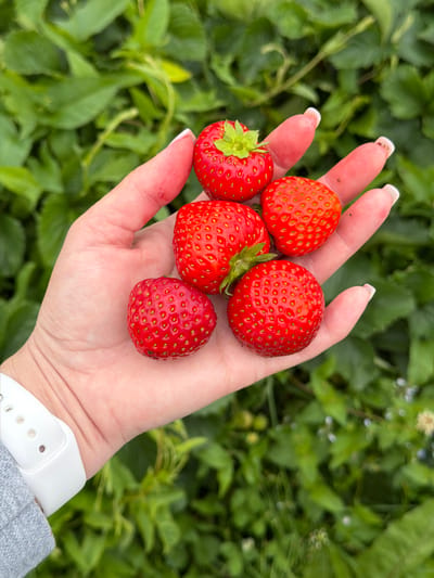 A close-up shot shows a person's hand holding several ripe strawberries against a blurred green background of foliage. The hand, with manicured nails, cradles five red strawberries. The background consists of dense green leaves, suggesting an outdoor environment, possibly a garden or field. The scene is sharp in the foreground and gradually blurs into the background. The location in Berkuty, Russia, is not visually identifiable from the provided image.