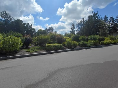 A wide-angle, eye-level shot captures a scene in Kovalivka, Ukraine. The foreground is dominated by a grey asphalt road that curves to the right, with a concrete curb separating it from a lush green landscaped area. The landscape features a variety of trees and bushes, with some red-leafed shrubs interspersed among the green foliage. Tall evergreen trees form a backdrop, their dark green needles contrasting with the bright blue sky dotted with fluffy white clouds. A hint of a building can be seen peeking through the trees on the far right. The overall impression is one of a well-maintained park or garden area adjacent to a road on a clear, sunny day.