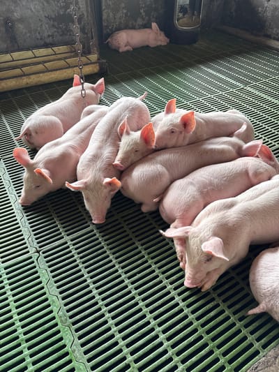 The image displays an indoor pig rearing facility located in Quimbaya, Colombia. The scene contains eleven light pink piglets resting on a dark green, slatted plastic floor. Ten of the piglets are clustered together in the foreground and midground, lying down with their bodies touching. One additional piglet is observed lying separately in the background, to the upper right. The environment features grey concrete walls, with a dark, possibly rubber or plastic, feeding trough visible against the back wall on the right. A metal chain hangs vertically from the ceiling in the upper left portion of the frame. The overall appearance of the facility indicates a functional, utilitarian setting for animal husbandry. No human subjects are present.