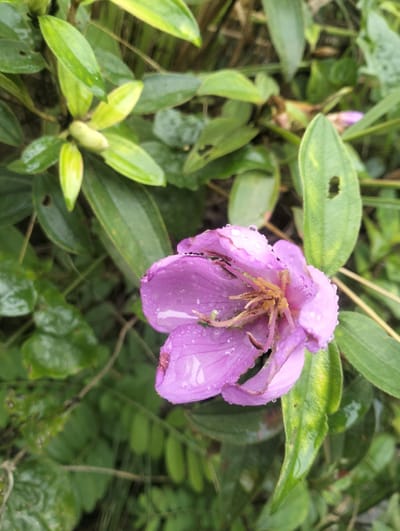 A close-up, vertical shot captures a vibrant purple flower with water droplets on its petals and leaves. The flower is in the center of the frame, slightly to the right, with its delicate petals unfurled. Surrounding the flower is lush green foliage, some of which also bears water droplets. The background is a blur of green, suggesting a natural outdoor setting. The lighting is soft, indicating it might be a cloudy day or a shaded area. The image does not contain any people or human activity. The location in Aluepapeun, Indonesia, is not directly evident from the visual information alone, but the flora suggests a tropical or subtropical environment common in that region.