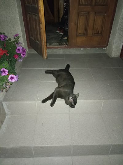 A black cat with yellow eyes is lying on its back on a tiled surface, appearing relaxed. To the left, a planter contains red and purple petunias. Behind the cat, a wooden door is slightly ajar, revealing a dimly lit interior with two pairs of red sneakers visible. The scene is outdoors, likely a porch or entryway, given the tiled floor and steps. The overall impression is a quiet, perhaps domestic, setting. The image quality is somewhat grainy, suggesting it was taken at night or in low light conditions.