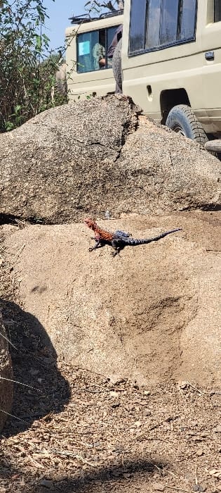 An adult male Agama lizard, displaying a red-orange head and upper body with a dark blue-black lower body and tail, is situated on a large, light-brown granite boulder. The lizard is positioned facing left within the frame. The immediate ground around the boulder consists of dry, sandy soil with scattered small rocks and minimal organic debris. In the upper background, a tan-colored safari vehicle is partially visible behind the boulder. The vehicle's rear passenger door, a dark-tinted window, a roof rack, and a section of its tire are discernible. A human head and upper torso are visible through the vehicle's rear passenger window. The scene is illuminated by direct sunlight, casting defined shadows. This environment is consistent with the natural landscape of Seronera, Tanzania.
