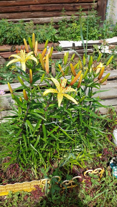 This is a close-up, eye-level shot of a flowering lily plant in a garden. The lily has bright yellow, spotted petals and numerous buds. The plant is lush and green, with long, slender leaves. The background is blurred but appears to be a wooden fence or wall. A small pink flower is visible to the left of the lily. The ground is covered in grass, some reddish-purple clover-like plants, and a yellow decorative border. The scene is set outdoors during daylight.