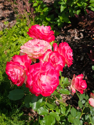 This image depicts a cluster of pink and white roses blooming in a garden setting. The roses are the primary subjects, with several in focus in the foreground, showcasing their layered petals and vibrant colors. The background consists of various green foliage, including what appears to be a low-lying evergreen shrub and other leafy plants. Patches of dark soil and mulch are visible between the plants, suggesting a cultivated garden. The lighting suggests it is daytime, with sunlight illuminating the flowers and casting some shadows. The image is taken from a slightly elevated angle, looking down upon the roses. The location is identified as Березка Снт (красногорский Р-н, Russia). There are no people or animals present in the image.