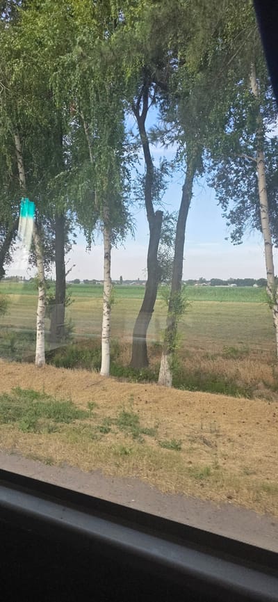 The image shows a view of a rural landscape with several trees in the foreground and a field in the background. The trees appear to be a mix of birch and other deciduous varieties, with some showing white bark. One of the birch trees on the left has a piece of plastic with a teal and white pattern attached to its trunk. The ground in the foreground is covered with dry grass and some green patches of vegetation. Beyond the trees, a wide field stretches into the distance, with what appears to be cultivated crops. In the far distance, a line of buildings and trees suggests a settlement. The sky is blue with some scattered clouds. The image appears to have been taken from a moving vehicle, as indicated by the slight blur and the presence of what looks like a car window frame in the bottom of the image. The overall scene is one of a natural environment with signs of human habitation in the distance. The location is Komsomol'skoye, Kyrgyzstan.
