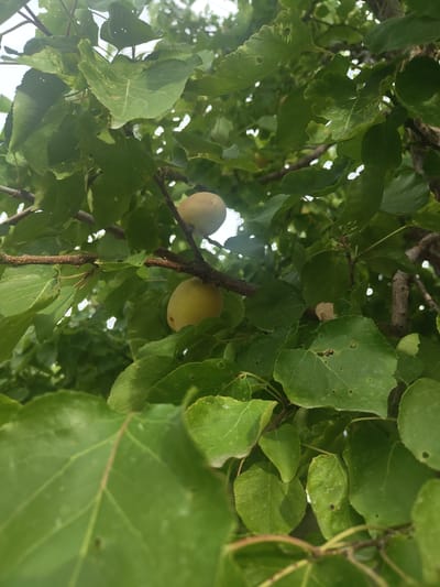 The image depicts a close-up view of a tree branch laden with green leaves and two small, pale yellow fruits, likely apricots. The fruits are round and smooth, with a slight hint of blush on one. They are positioned on a thin branch, surrounded by lush green foliage. The lighting suggests it is daytime, with some dappled sunlight filtering through the leaves. The background is a blur of green and white, indicating the continuation of the tree and possibly the sky. The scene is natural and serene, evoking a sense of growth and ripeness. This image was taken in the city of Nor Kharberd, Armenia.