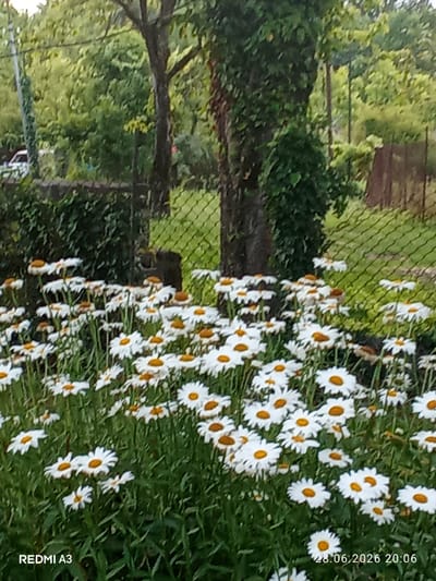 This media file captures a close-up view of a patch of white daisies with yellow centers, growing in lush green grass. The flowers are the primary subject, with many in bloom and facing various directions, creating a vibrant, natural scene. Behind the daisies, a chain-link fence is visible, partially obscured by the foliage. Beyond the fence, there are trees with dense green leaves, suggesting a wooded or garden setting. The lighting indicates it's daytime, likely late afternoon or early evening given the soft light and the timestamp. The overall mood is serene and natural.
The location is identified as Pshap, Abkhazia. Text overlays at the bottom left and bottom right corners indicate "REDMI A3" and a date and time "28.06.2026 20:06", suggesting the image was taken with a Redmi A3 phone at that specific date and time. No people or specific activities are depicted. The scene is one of natural beauty, focusing on the flowers and their environment.