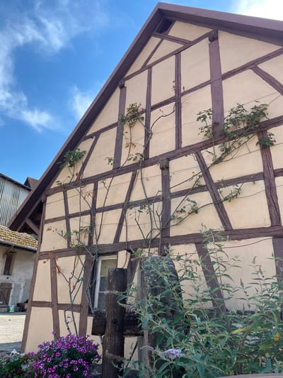 This media file captures an upward view of a half-timbered structure with a light-colored infill, likely part of a building or pergola. Dark brown timbers form a geometric pattern across the angled roof or ceiling. Vines with green leaves and some bare branches are trained along the timbers, with a few scattered brown leaves. To the right, a bush with slender green leaves and small clusters of pale purple flowers is visible, partially obscuring the wooden structure. Below the half-timbered section, another building with a darker, textured roof and a grey corrugated metal roof is visible. The sky above is a bright blue with scattered white clouds, suggesting daytime and fair weather. The scene appears to be outdoors, possibly in a garden or courtyard, given the presence of plants and the architectural style. No people or specific events are depicted. The time of day is likely daytime due to the bright sky. The location cues, such as the half-timbered architecture and the mention of Gerstheim, France, suggest a European setting. No visible text is present.