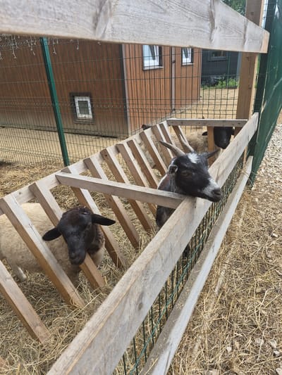 A medium shot shows a goat with horns and black and white markings peering over a wooden feeder at eye level. The goat is in an enclosure with hay on the ground and a fence in the background. The enclosure appears to be part of a farm or petting zoo. The wooden feeder is angled, and the goat's head is resting on the top edge. Behind the goat, a sheep with black fur on its head and neck is visible. The fence is made of green metal mesh with wooden posts. In the background, a wooden building with windows can be seen, and behind that, a dark green fence. The lighting suggests it is daytime. The image does not provide specific location details within Volzhskii, Russia, but depicts a rural or semi-rural agricultural setting.