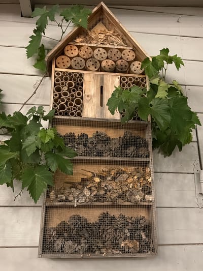 An insect hotel, constructed from wood, is mounted on a light-colored wooden wall. The hotel has a peaked roof and is divided into several sections. The top section contains small logs with drilled holes and some dried grass. Below this, there are compartments filled with various natural materials. The upper middle compartment contains numerous small, hollow tubes, likely bamboo. The compartment below that is filled with pine cones. The lowest compartment also appears to contain pine cones and possibly other organic debris. Green ivy vines are growing on and around the insect hotel. The wall behind the hotel is made of horizontal wooden planks. The scene appears to be outdoors, possibly in a garden or park setting. No people or animals are visible in the image. The location in the city of Cavriglia, Italy is not discernable from the image itself.