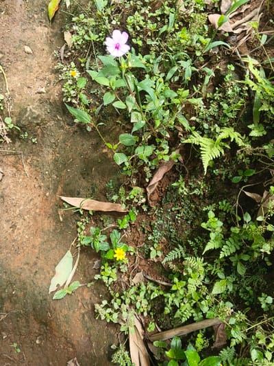 A patch of mixed ground cover grows along a rough, dark earth border. Dominating the foliage are ferns and various green plants. Two flowers punctuate the greenery: a single, light purple flower stands tall amidst broad leaves, while a small yellow flower nestles among smaller plants. Several dry leaves lie scattered across the scene, adding texture to the composition.
