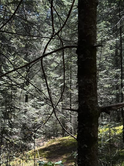 The image depicts a dense forest scene, likely in a natural setting, not within the city of Guadaloupe, Mexico. A thick, fallen tree trunk dominates the upper portion of the frame, covered in what appears to be moss or lichen. Below the trunk, a complex network of thin, bare branches and twigs creates a dense, tangled undergrowth. In the background, evergreen trees with fine needles appear, their foliage providing a sense of depth and texture. A tree trunk appears with moss in the background to the right. The overall lighting is dim and filtered. The image is rotated 180 degrees.